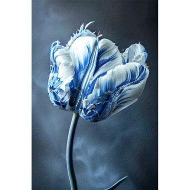 De Blauwe Tulp